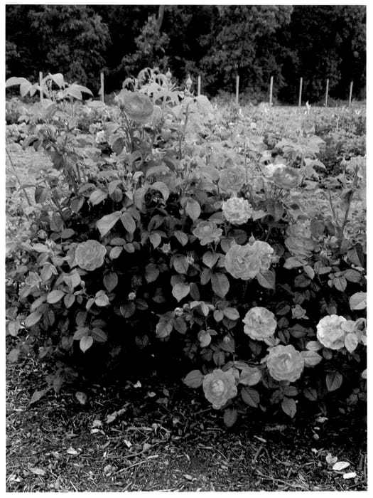 Figure 1 of US plant patent PP35826, the photograph of Radslam printed in the patent.