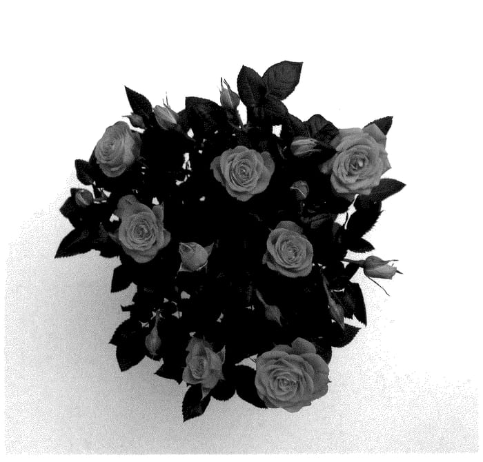 Figure 1 of US plant patent PP35827, the photograph of KORpot120 printed in the patent.