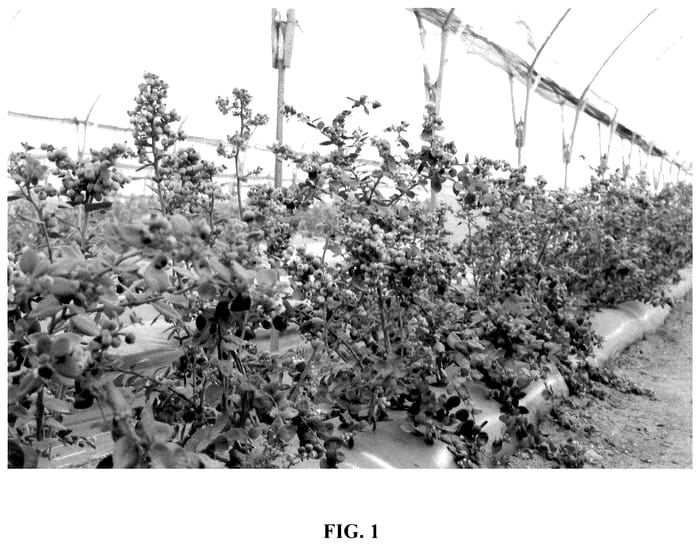 Figure 1 of US plant patent PP35828, the photograph of FCM17-132 printed in the patent.