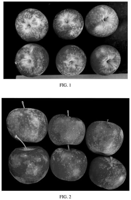 Figure 1 of US plant patent PP35830, the photograph of MN33 printed in the patent.
