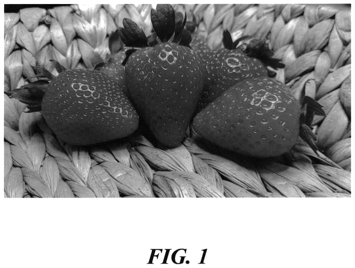 Figure 1 of US plant patent PP35831, the photograph of SGS73 1 printed in the patent.