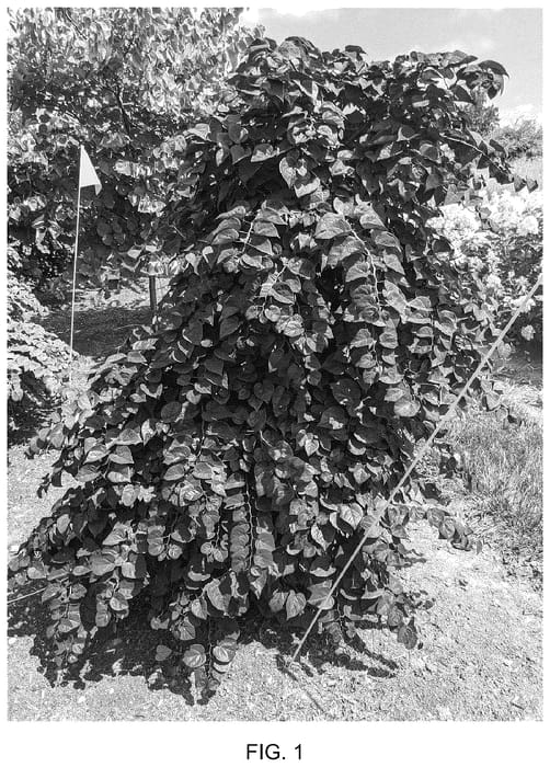 Figure 1 of US plant patent PP35832, the photograph of NC2017-8 printed in the patent.