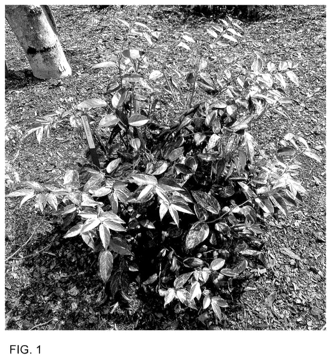 Figure 1 of US plant patent PP35833, the photograph of SMNLFGRV printed in the patent.