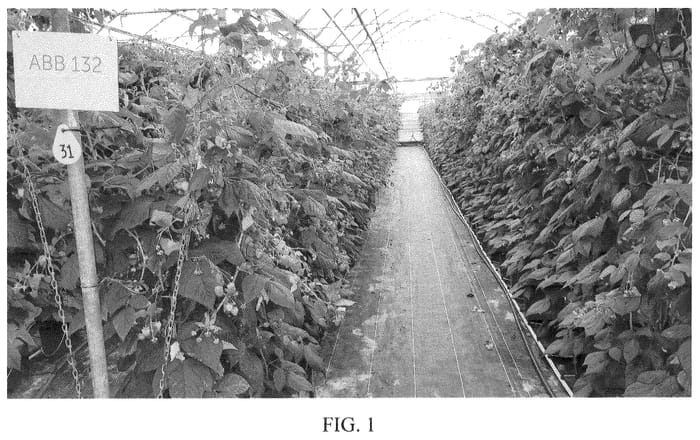 Figure 1 of US plant patent PP35834, the photograph of ABB 132 printed in the patent.