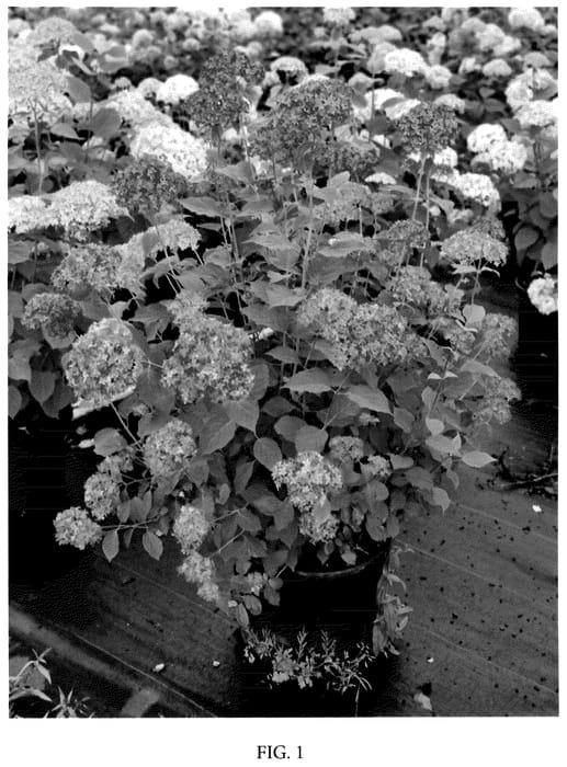 Figure 1 of US plant patent PP35835, the photograph of Hyso22 printed in the patent.