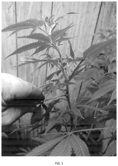 Figure 1 of US plant patent PP35836, the photograph of OT-1 printed in the patent.