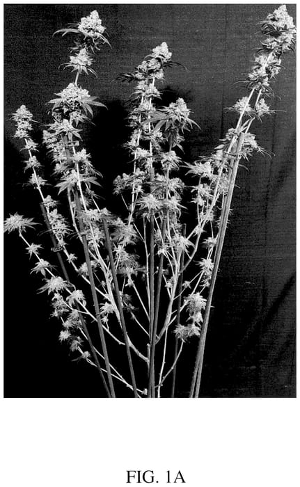 Figure 1 of US plant patent PP35837, the photograph of D1117 printed in the patent.