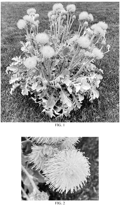 Figure 1 of US plant patent PP35838, the photograph of Balcentsirl printed in the patent.