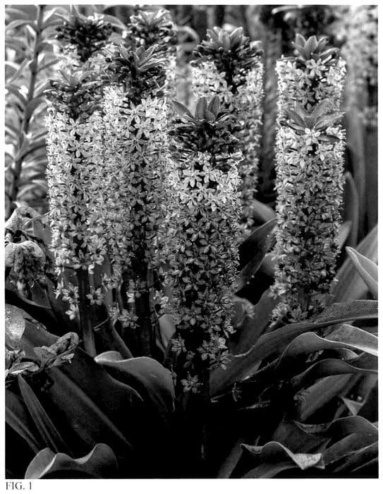 Figure 1 of US plant patent PP35839, the photograph of Princess Bride printed in the patent.