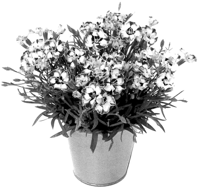 Figure 1 of US plant patent PP35840, the photograph of KLEDG22394 printed in the patent.