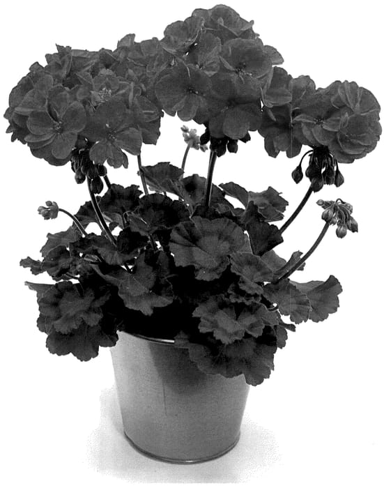 Figure 1 of US plant patent PP35841, the photograph of KLEPZ22620 printed in the patent.