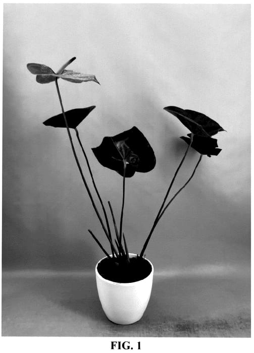 Figure 1 of US plant patent PP35842, the photograph of AN2656036 printed in the patent.