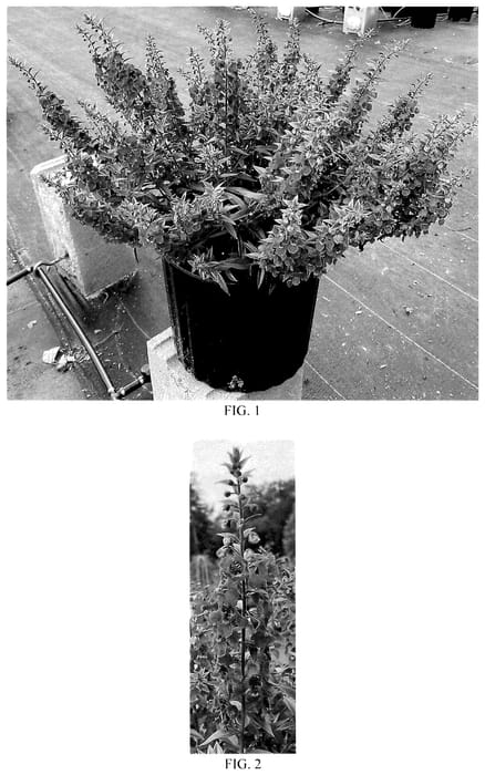 Figure 1 of US plant patent PP35843, the photograph of Balangflran printed in the patent.