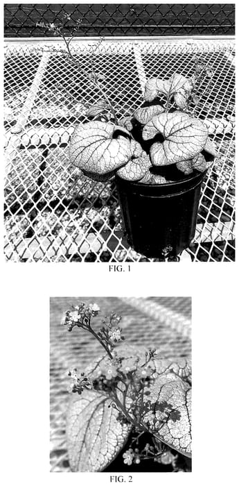 Figure 1 of US plant patent PP35844, the photograph of Balbrupost printed in the patent.