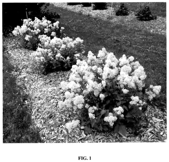 Figure 1 of US plant patent PP35845, the photograph of UMNCNS01 printed in the patent.