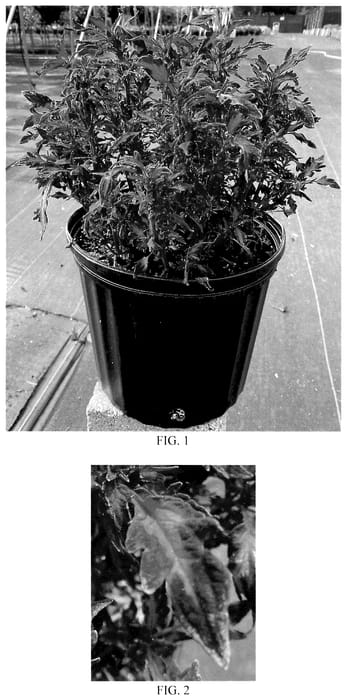 Figure 1 of US plant patent PP35848, the photograph of Balflamobin printed in the patent.