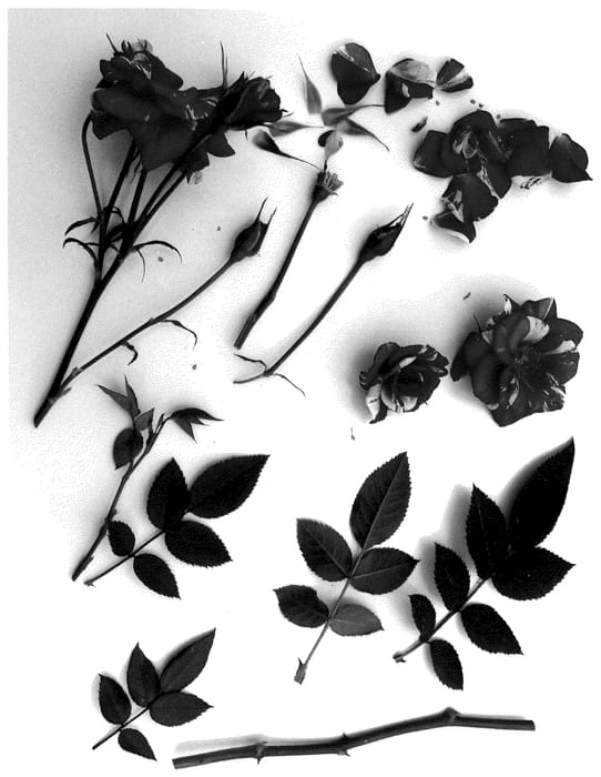 Figure 1 of US plant patent PP35849, the photograph of Poulty030 printed in the patent.