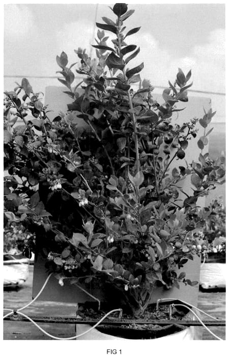 Figure 1 of US plant patent PP35850, the photograph of BLUECSOL5 printed in the patent.