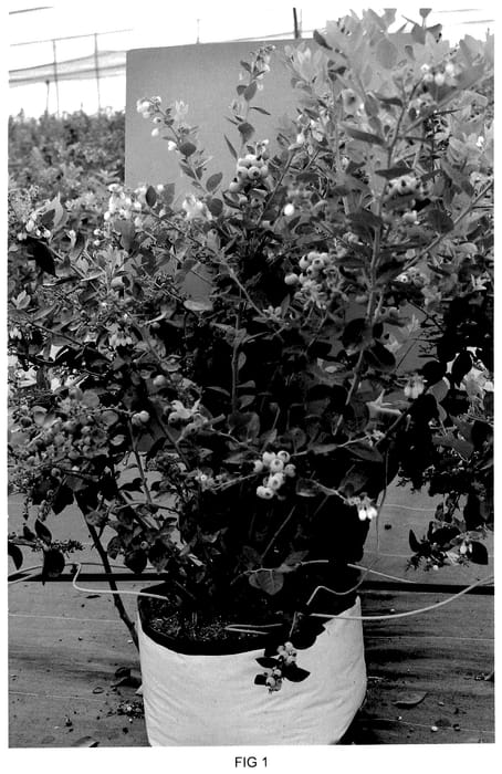 Figure 1 of US plant patent PP35851, the photograph of BLUECSOL7 printed in the patent.