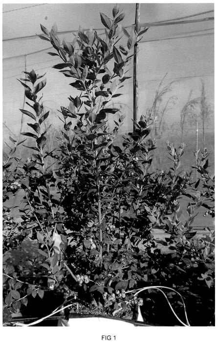 Figure 1 of US plant patent PP35852, the photograph of BLUECSOL11 printed in the patent.