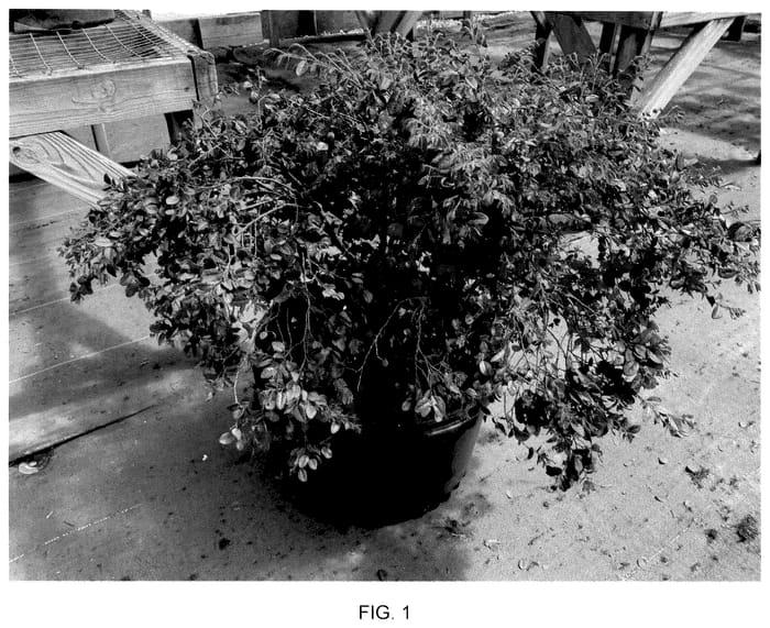 Figure 1 of US plant patent PP35853, the photograph of Purlorocha printed in the patent.