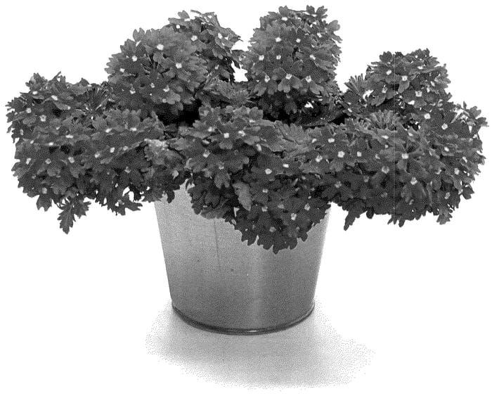 Figure 1 of US plant patent PP35854, the photograph of KLEVP22039 printed in the patent.