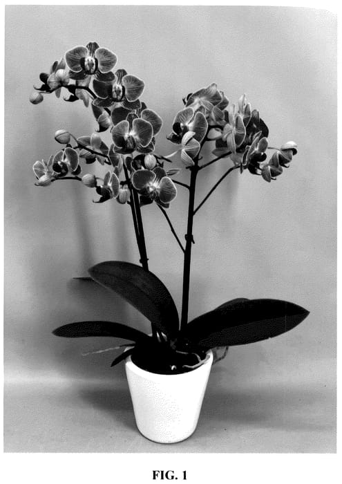 Figure 1 of US plant patent PP35855, the photograph of PHA525998 printed in the patent.