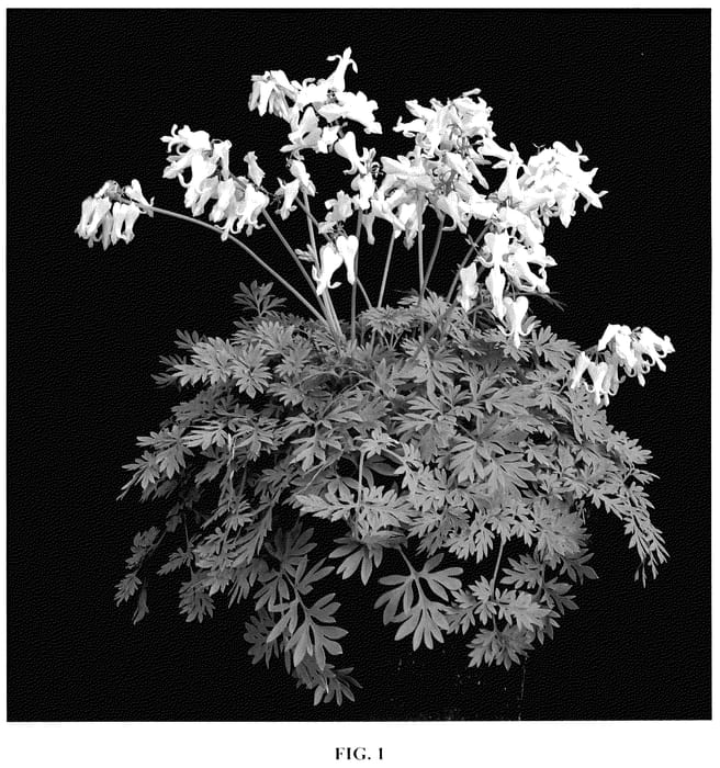 Figure 1 of US plant patent PP35856, the photograph of Amore Titanium printed in the patent.