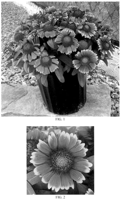 Figure 1 of US plant patent PP35857, the photograph of FLOGA0001 printed in the patent.
