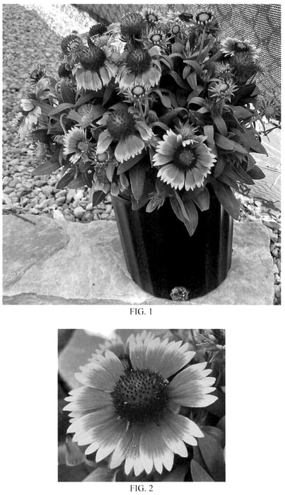 Figure 1 of US plant patent PP35858, the photograph of FLOGB0060 printed in the patent.