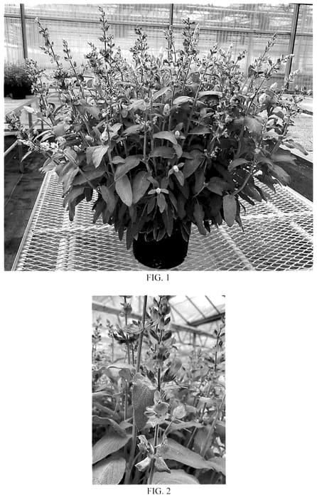 Figure 1 of US plant patent PP35859, the photograph of Balsalslent printed in the patent.