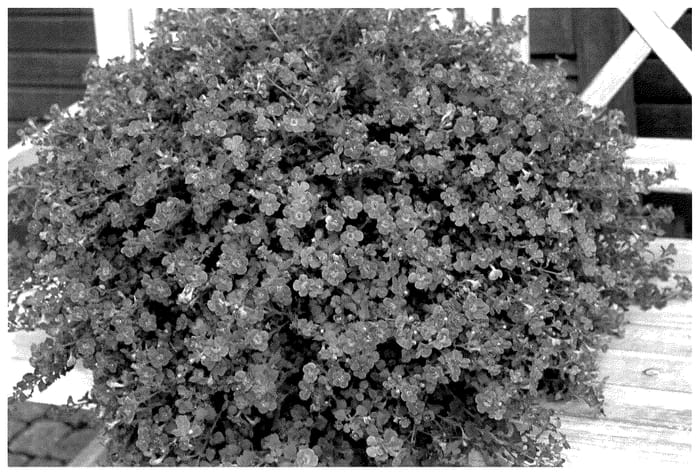 Figure 1 of US plant patent PP35860, the photograph of KLESG22017 printed in the patent.