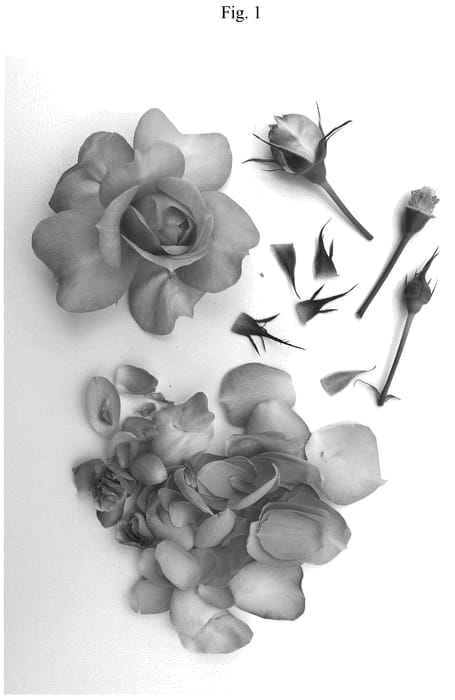 Figure 1 of US plant patent PP35862, the photograph of Poulpah 118 printed in the patent.
