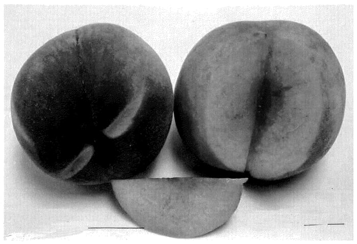 Figure 1 of US plant patent PP35863, the photograph of Wapeachseven printed in the patent.