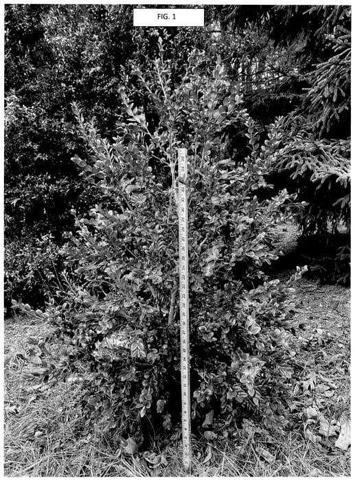 Figure 1 of US plant patent PP35864, the photograph of Clair Oliver printed in the patent.
