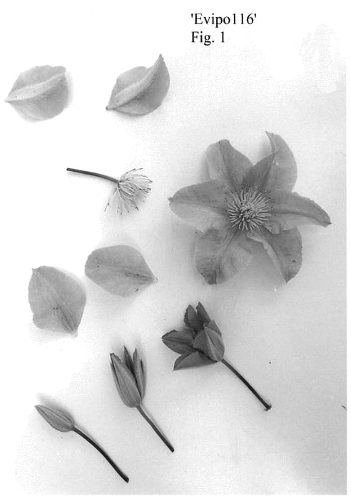 Figure 1 of US plant patent PP35865, the photograph of Evipo116 printed in the patent.