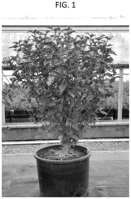 Figure 1 of US plant patent PP35866, the photograph of ORSTHIB5X1 printed in the patent.