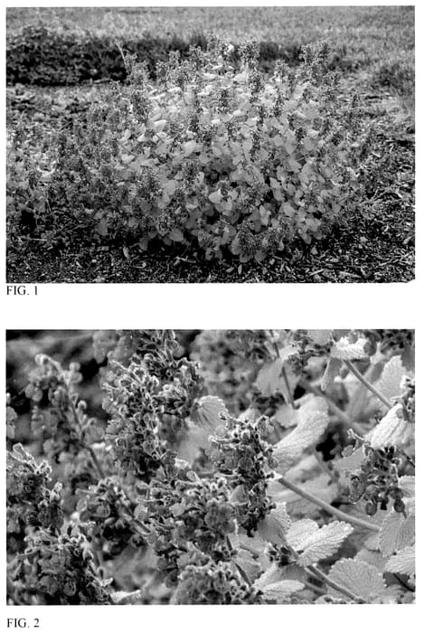 Figure 1 of US plant patent PP35867, the photograph of Chartreuse on the Loose printed in the patent.