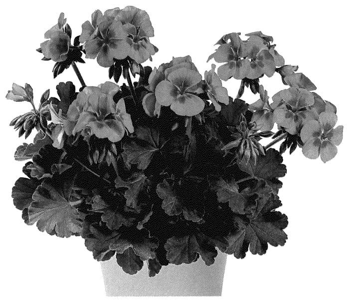 Figure 1 of US plant patent PP35868, the photograph of PacPX15505 printed in the patent.