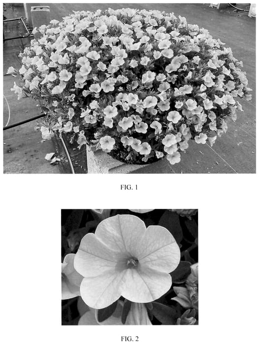 Figure 1 of US plant patent PP35869, the photograph of Balcabyelim printed in the patent.