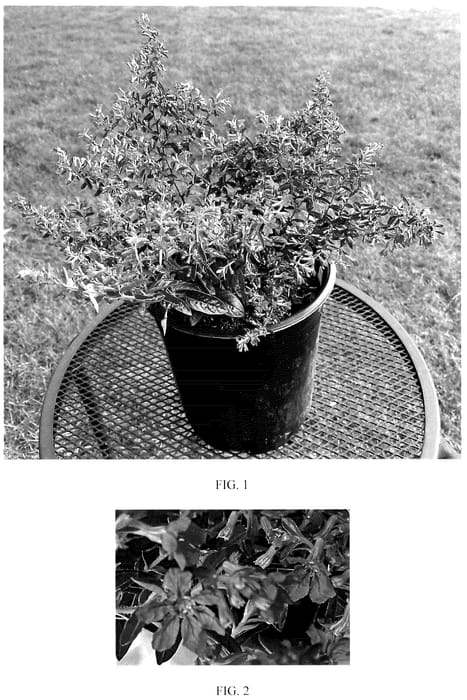 Figure 1 of US plant patent PP35870, the photograph of FLORCUMY05 printed in the patent.