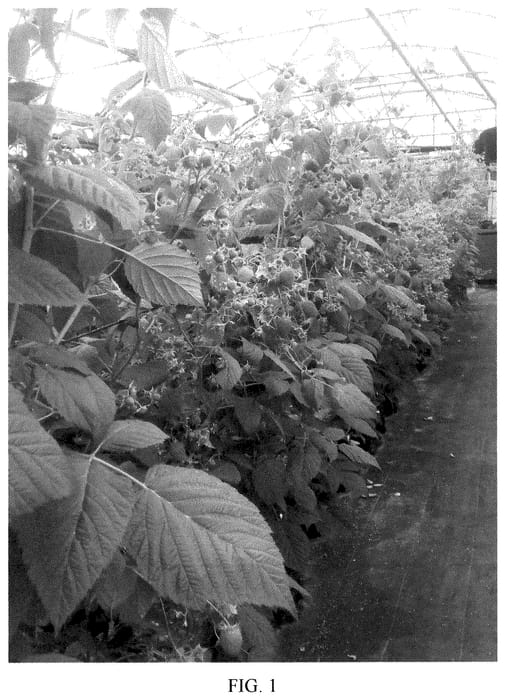 Figure 1 of US plant patent PP35872, the photograph of ABB 128 printed in the patent.