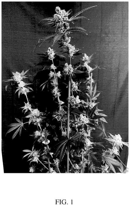 Figure 1 of US plant patent PP35873, the photograph of D1118 printed in the patent.