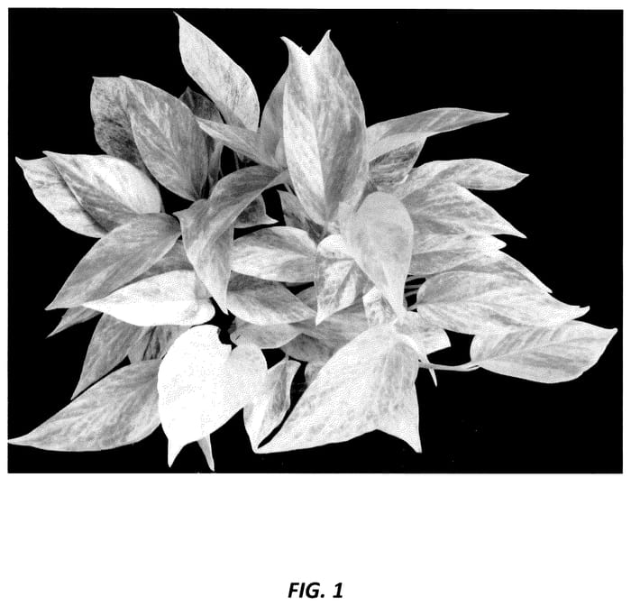 Figure 1 of US plant patent PP35874, the photograph of UF-Ea-0317 printed in the patent.