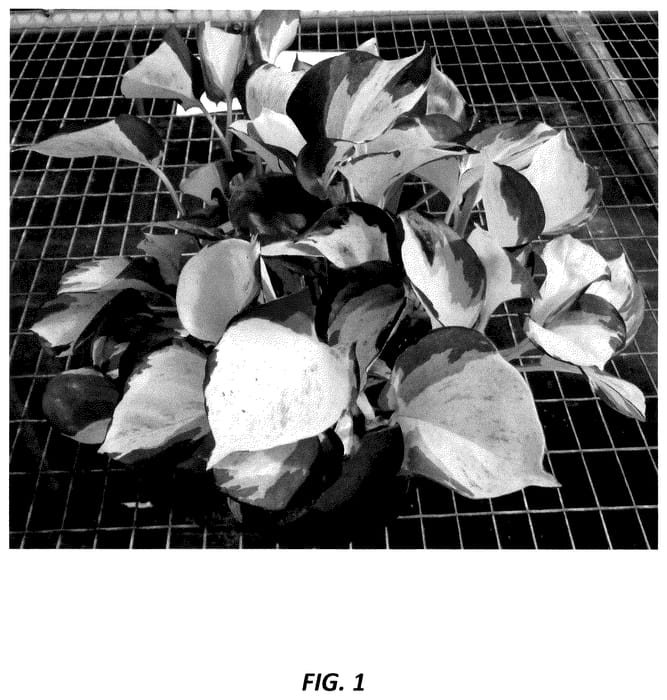 Figure 1 of US plant patent PP35875, the photograph of UF-Ea-0311 printed in the patent.