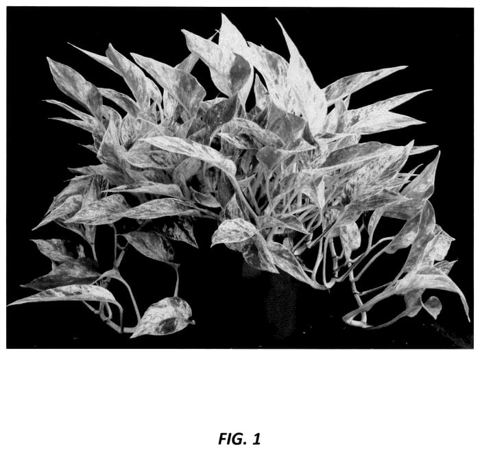 Figure 1 of US plant patent PP35876, the photograph of UF-Ea-0316 printed in the patent.