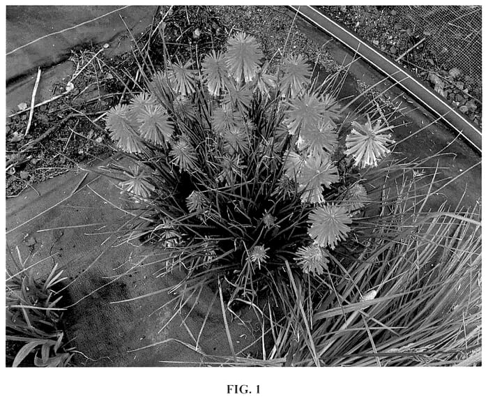 Figure 1 of US plant patent PP35877, the photograph of Poco Daybreak printed in the patent.