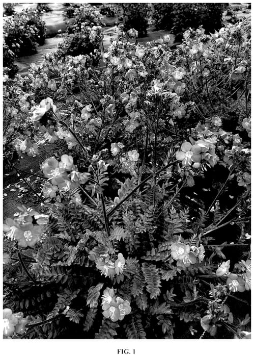 Figure 1 of US plant patent PP35878, the photograph of Hurricane Ridge printed in the patent.