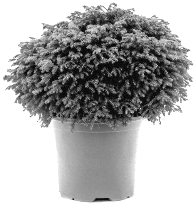 Figure 1 of US plant patent PP35879, the photograph of Minta printed in the patent.