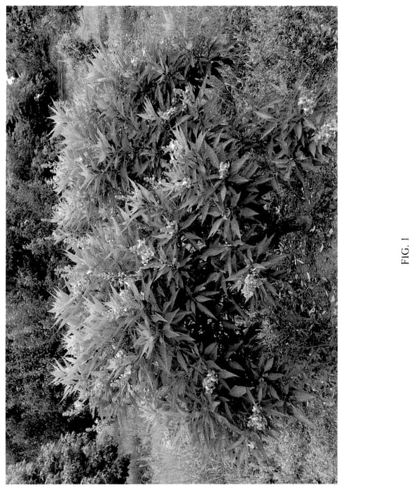 Figure 1 of US plant patent PP35880, the photograph of NCXC1 printed in the patent.